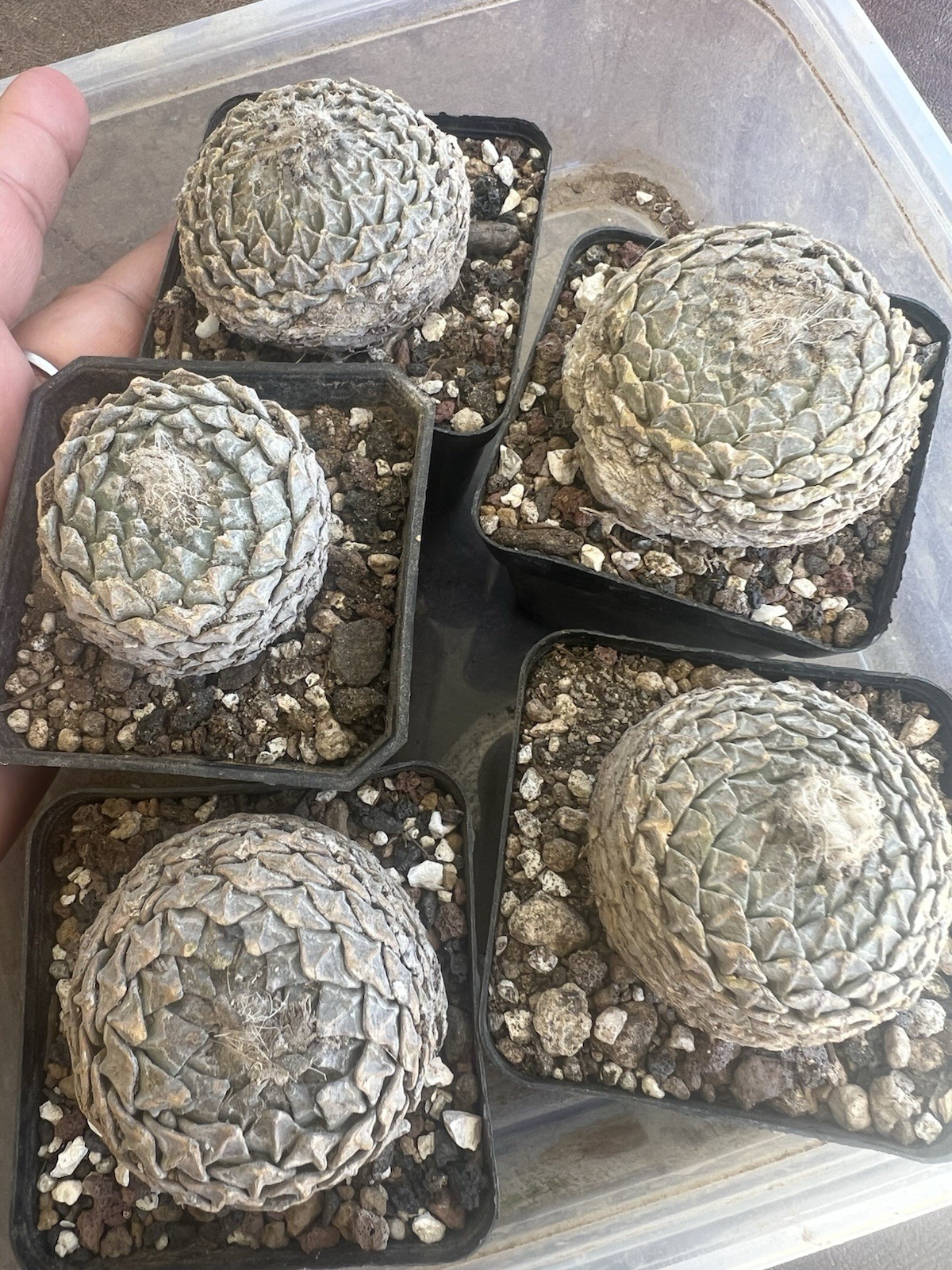 5 Pcs pelecyphora Strobiliformis own root