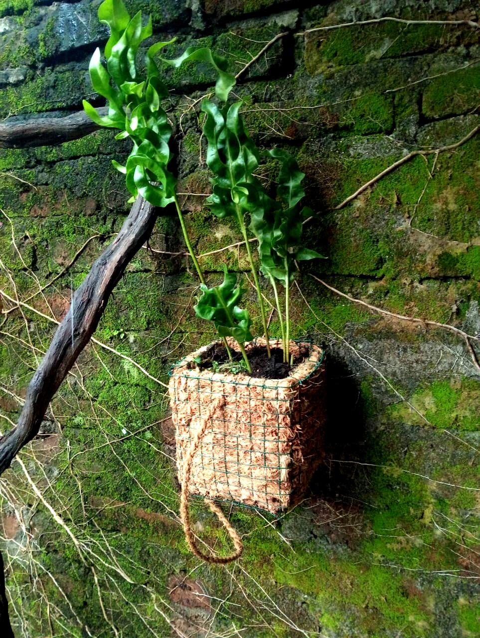 Cocopit pot-natural coconut fiber planter