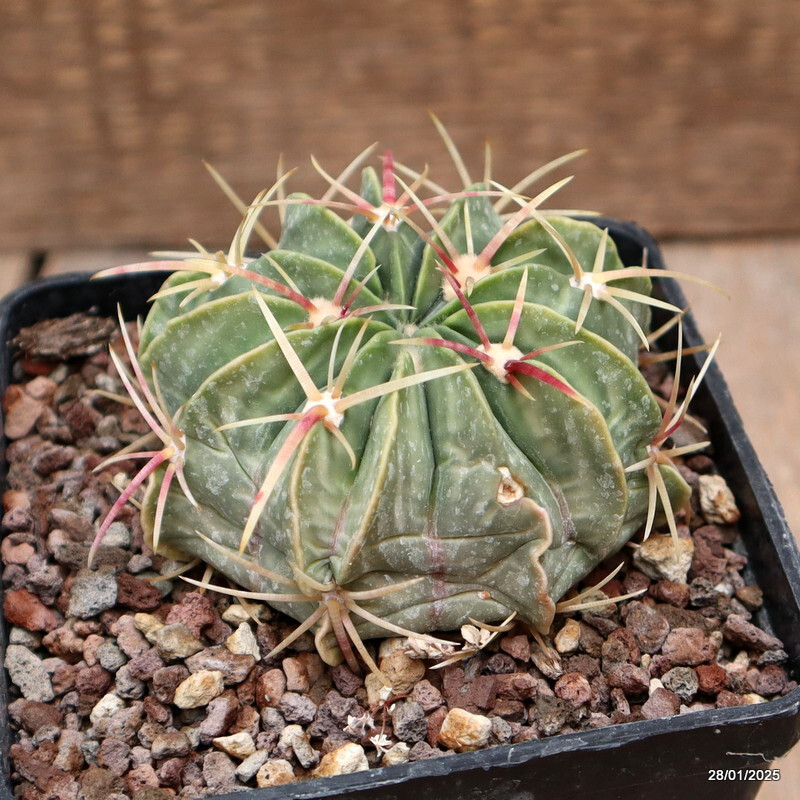 A1802 FEROCACTUS MACRODISCUS pot10-H6-W8 cm MaMa Cactus