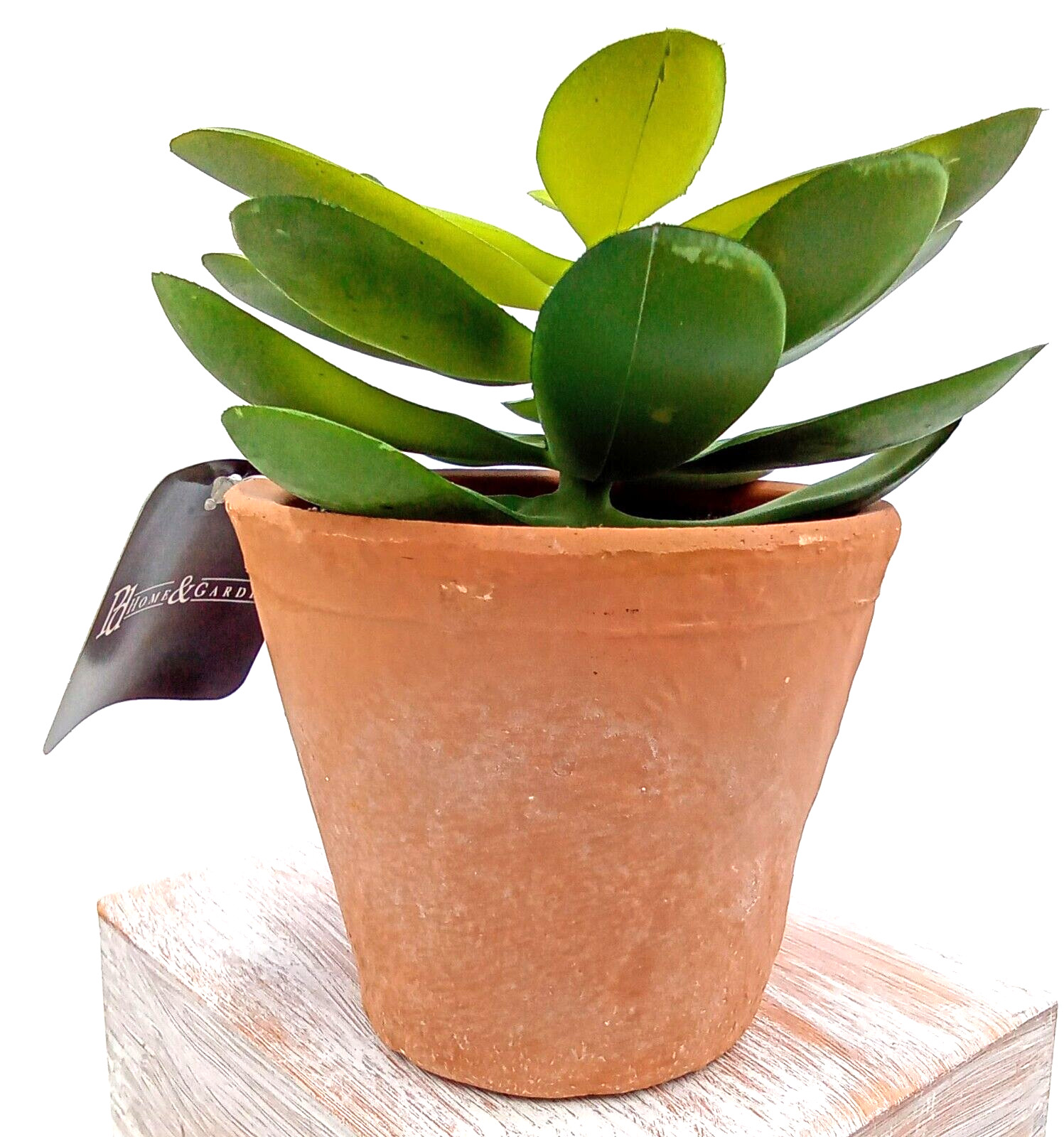 Succulent Clay Pot Planter Faux Dirt Artificial Plastic Green Floral Indoor 6×4″