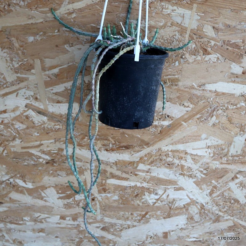 D5339 EUPHORBIA DEBILISPINA pot12-H35-W16 cm MaMa Cactus
