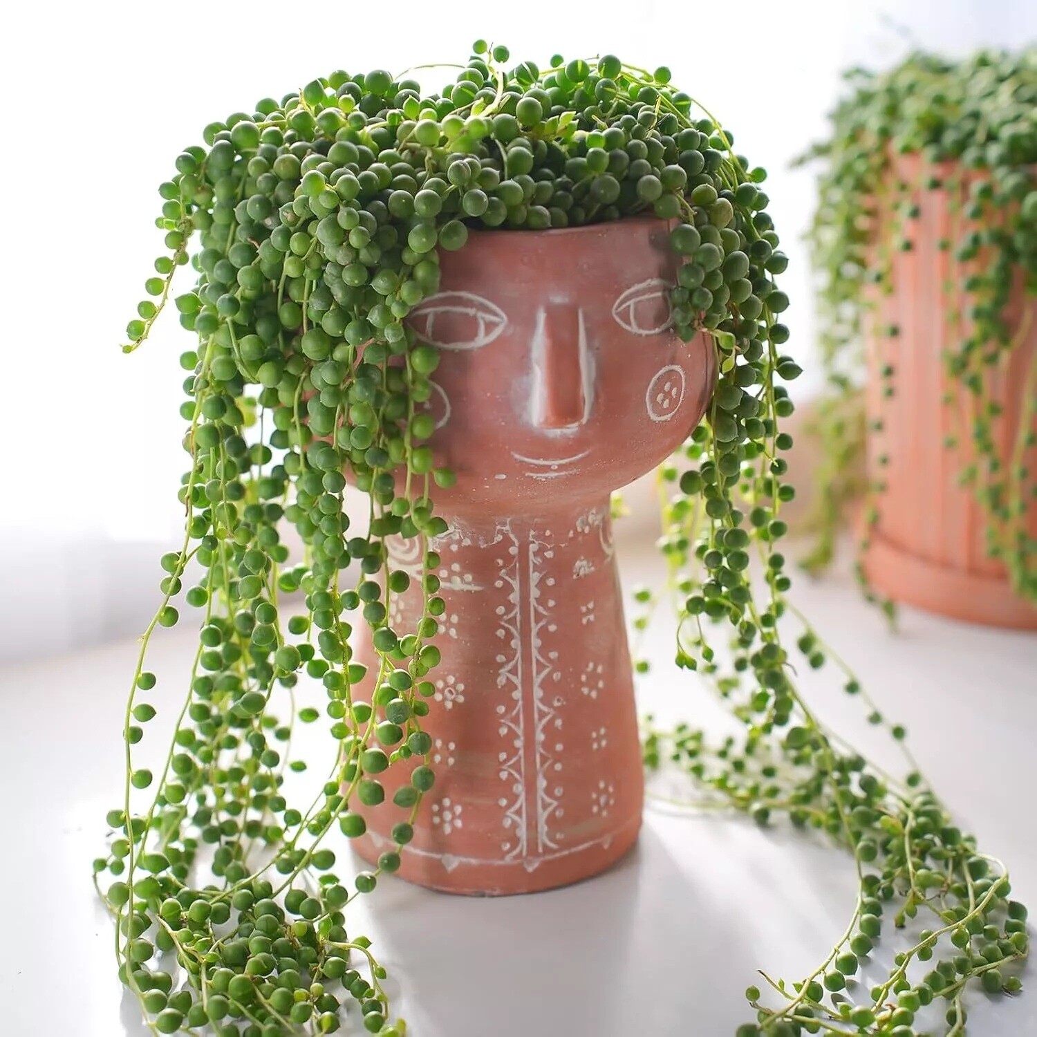 Live Succulent String of Pearls Live Plant Fully Rooted in 4″ Pot with Soil