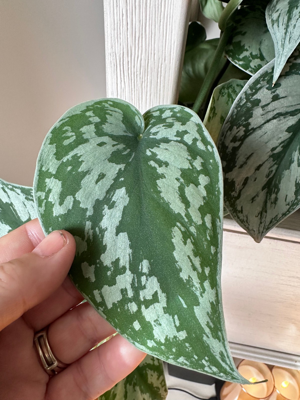 Silver Satin Pothos Cutting Scindapsus Pictus Unrooted Live Houseplant Cutting