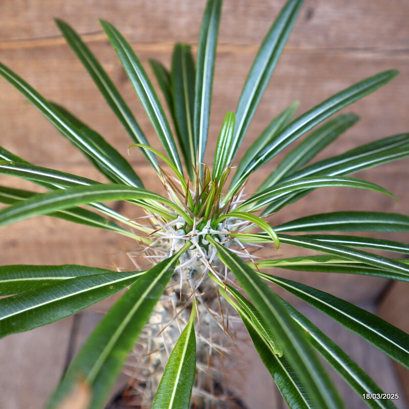 D3117 PACHYPODIUM LAMEREII pot14-H29-W5 cm MaMa Cactus