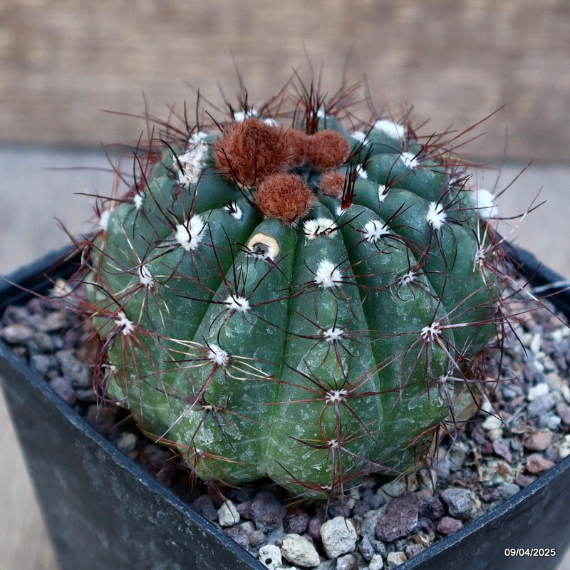 A1856 NOTOCACTUS OTTONIS DV 7914 pot9-H6-W8 cm MaMa Cactus