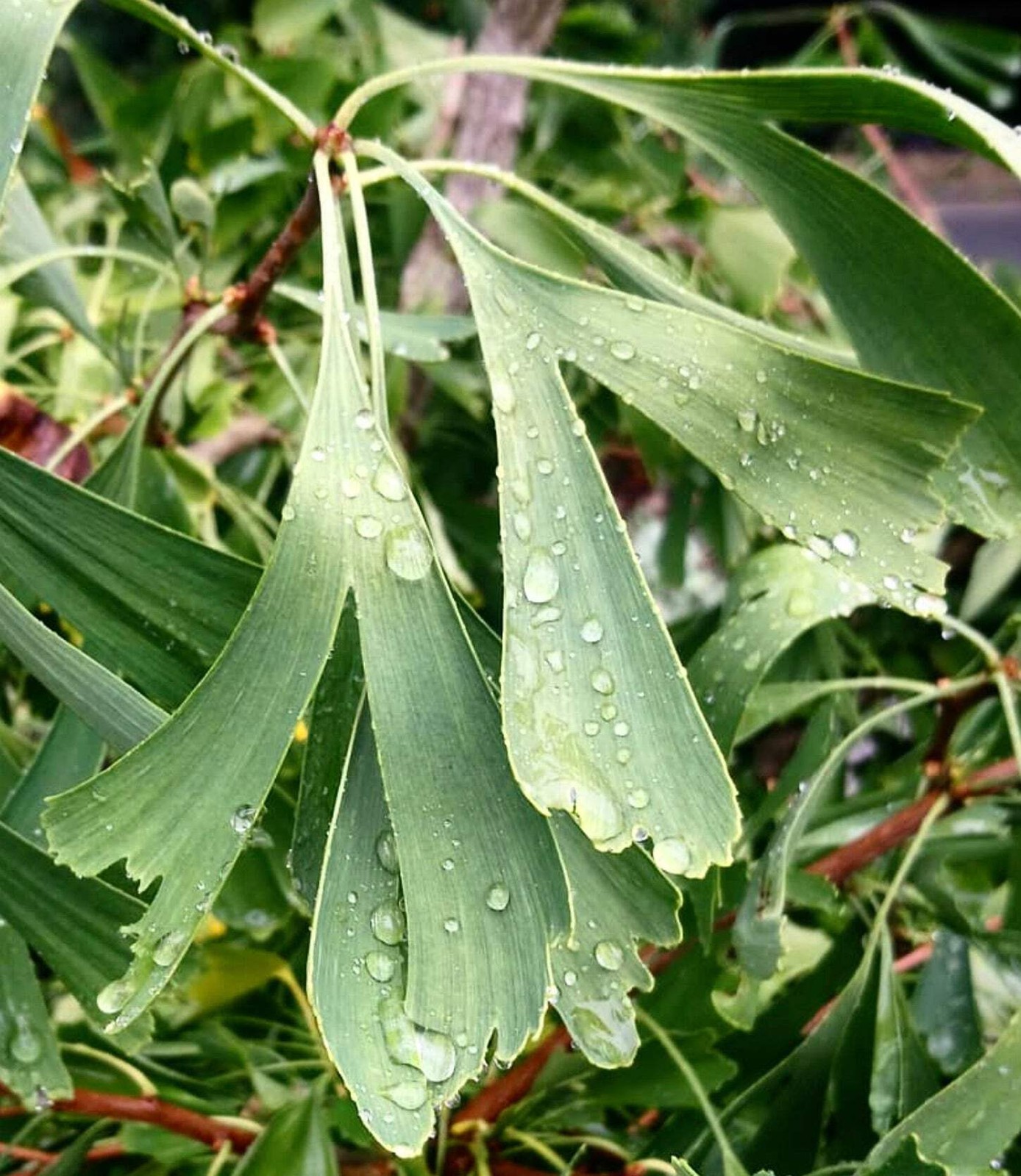 Ginkgo biloba cv ‘Saratoga’ – Saratoga ginkgo