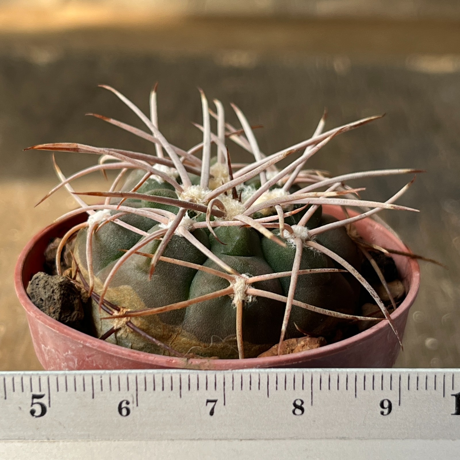 A38-2079 Gymnocalycium mazanense VG660, Cuesta de la Sebia, 1063m, seedling