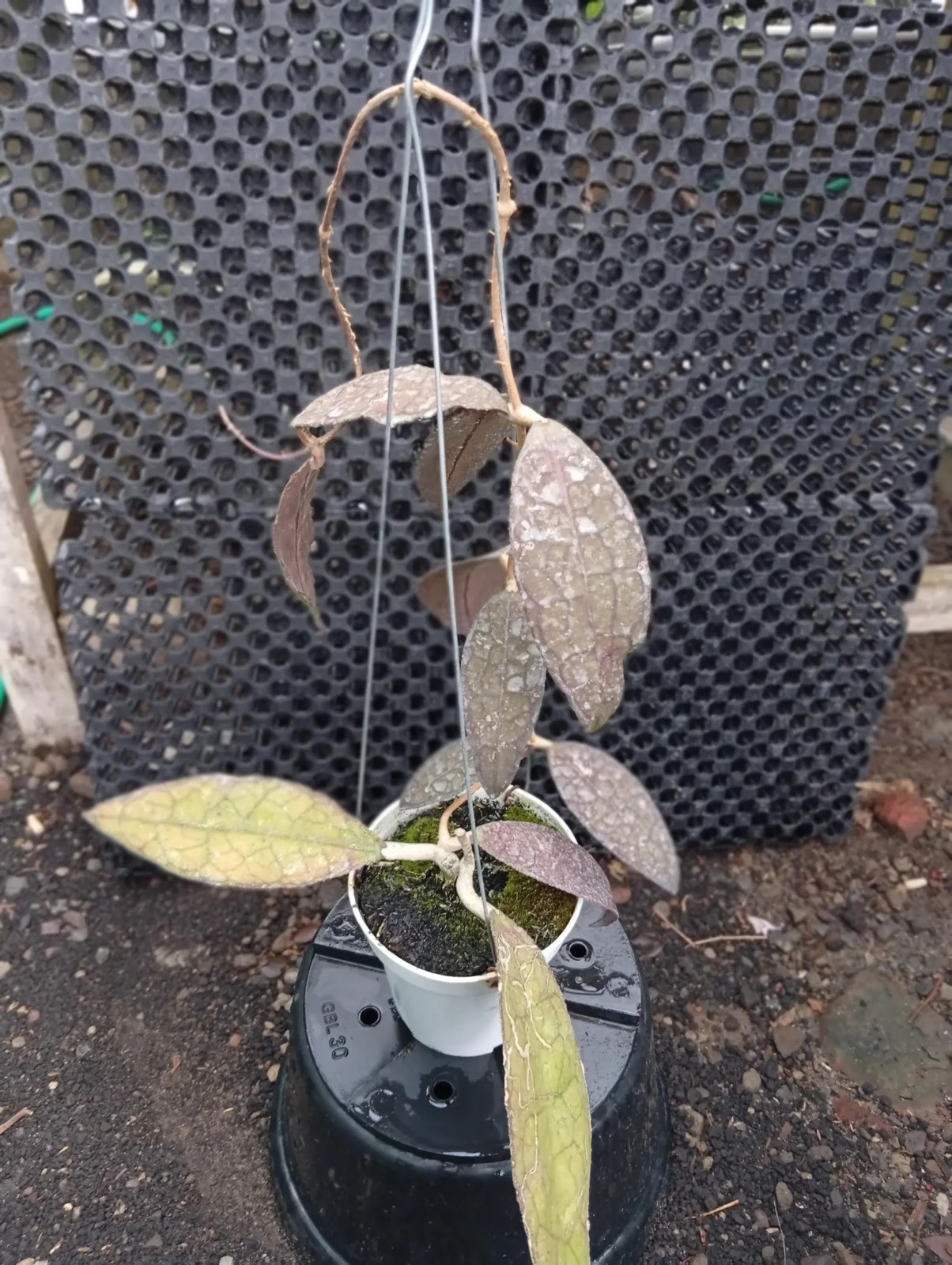 Real Picture Hoya Clemensiorum Red Lush Leaves