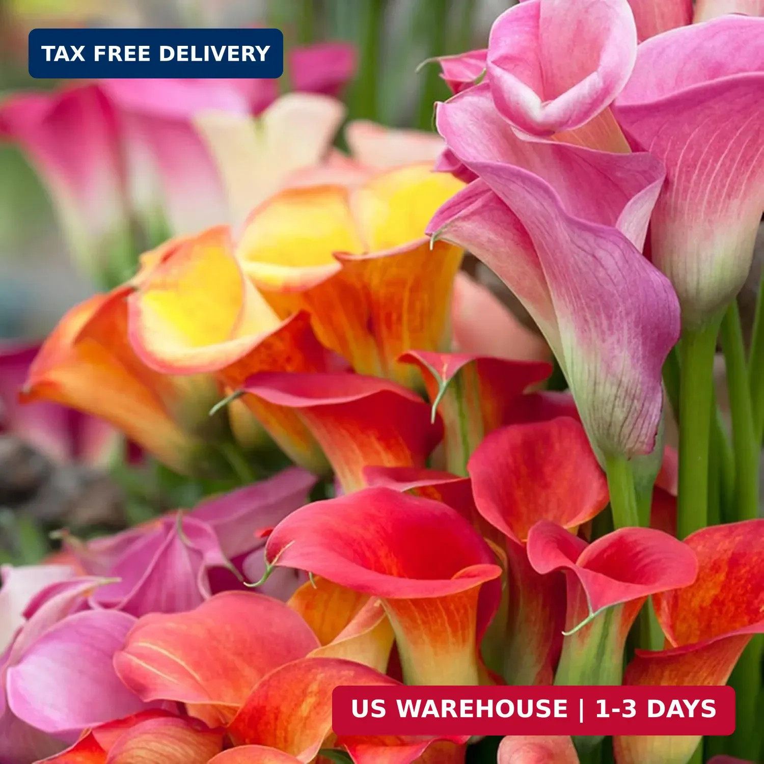 Perennial Rare Calla Lily Seeds, 200pcs Calla Lily Seeds, Heirloom Non-GMO Flowe