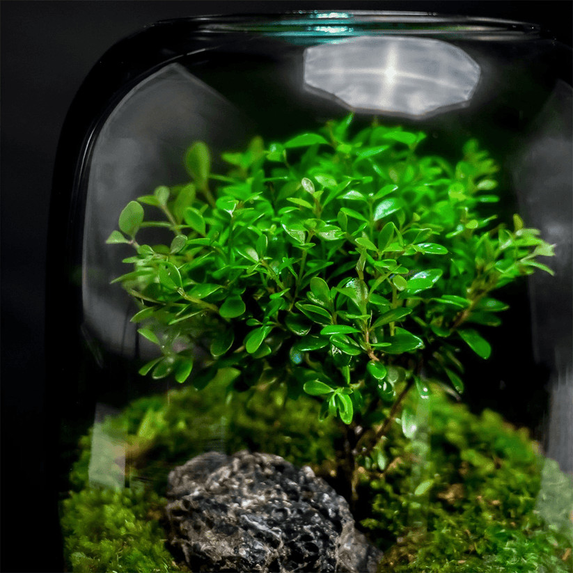 Tree of Life Glass Terrarium | Handcrafted Air Plant Display Decor