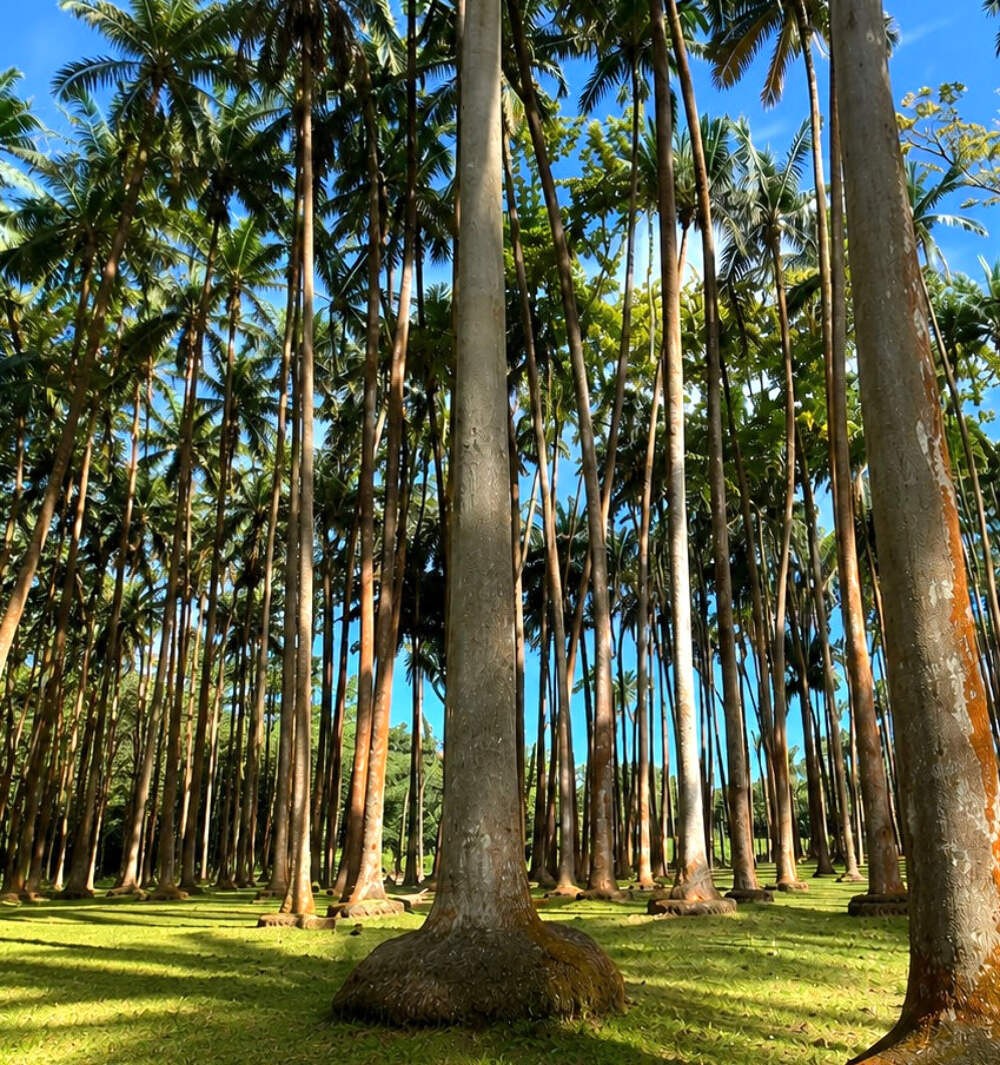 Acanthophoenix rubra SEEDS – Red Barbel Palm