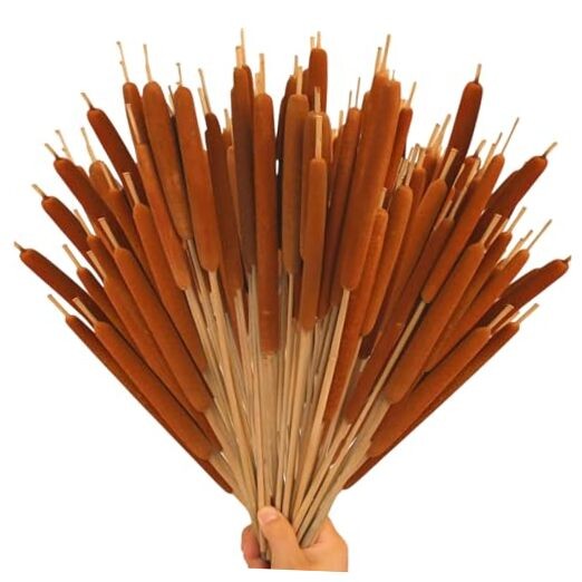 Pcs Large Natural Brown Cattails Flowers 17 Inch Real Dried Cattails Stems 40