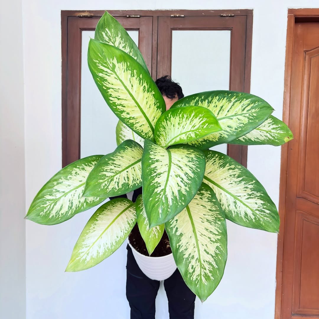 Dieffenbachia Zebra Variegated Real Picture Large Size