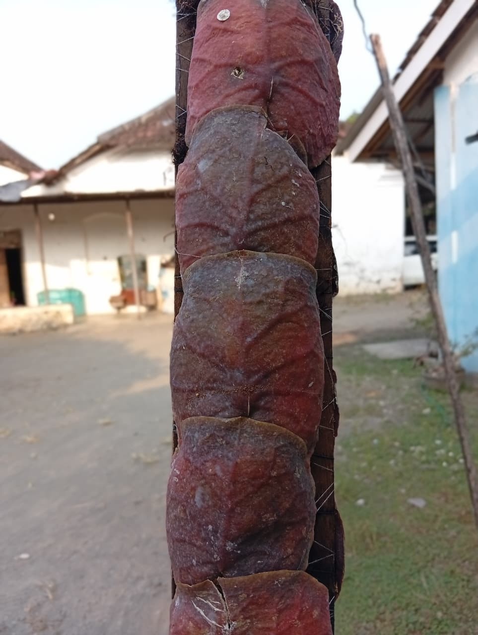 Real Picture Hoya Imbricata Super Red