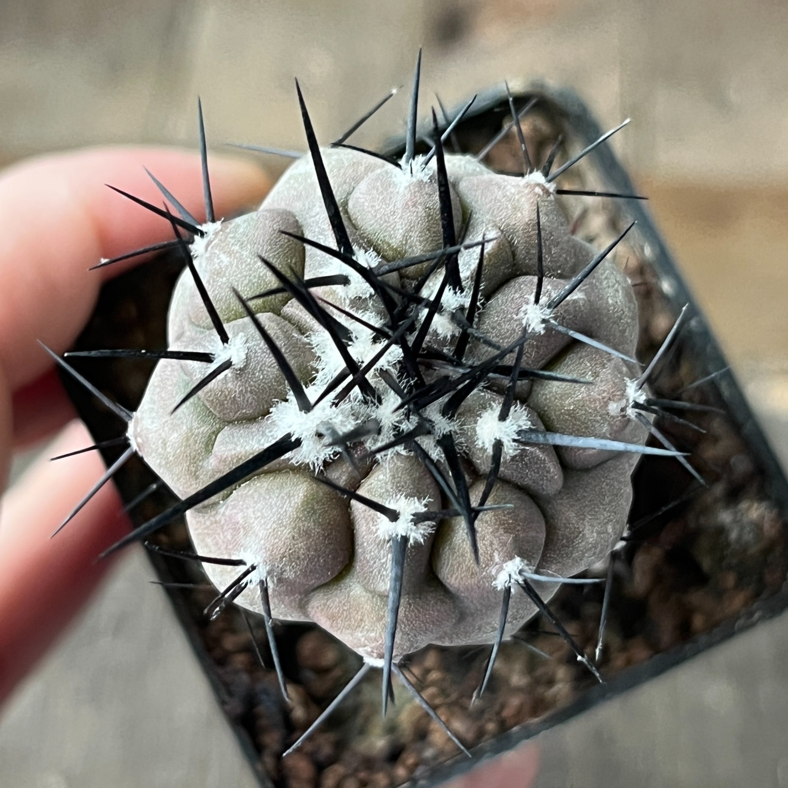 A28-896 Copiapoa cinerea,HR1032,La Quinta, Super Black sp, dark body, white coat