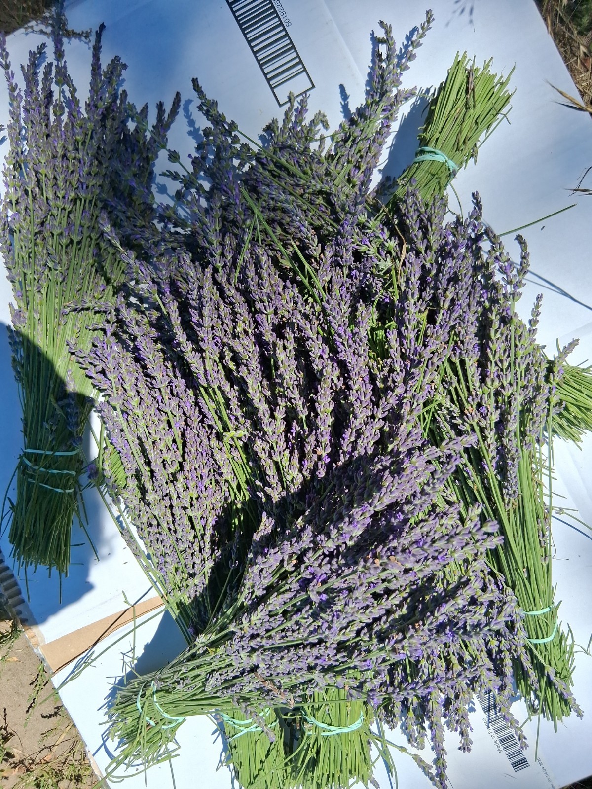 Fresh Cut Lavender Bundles For Drying