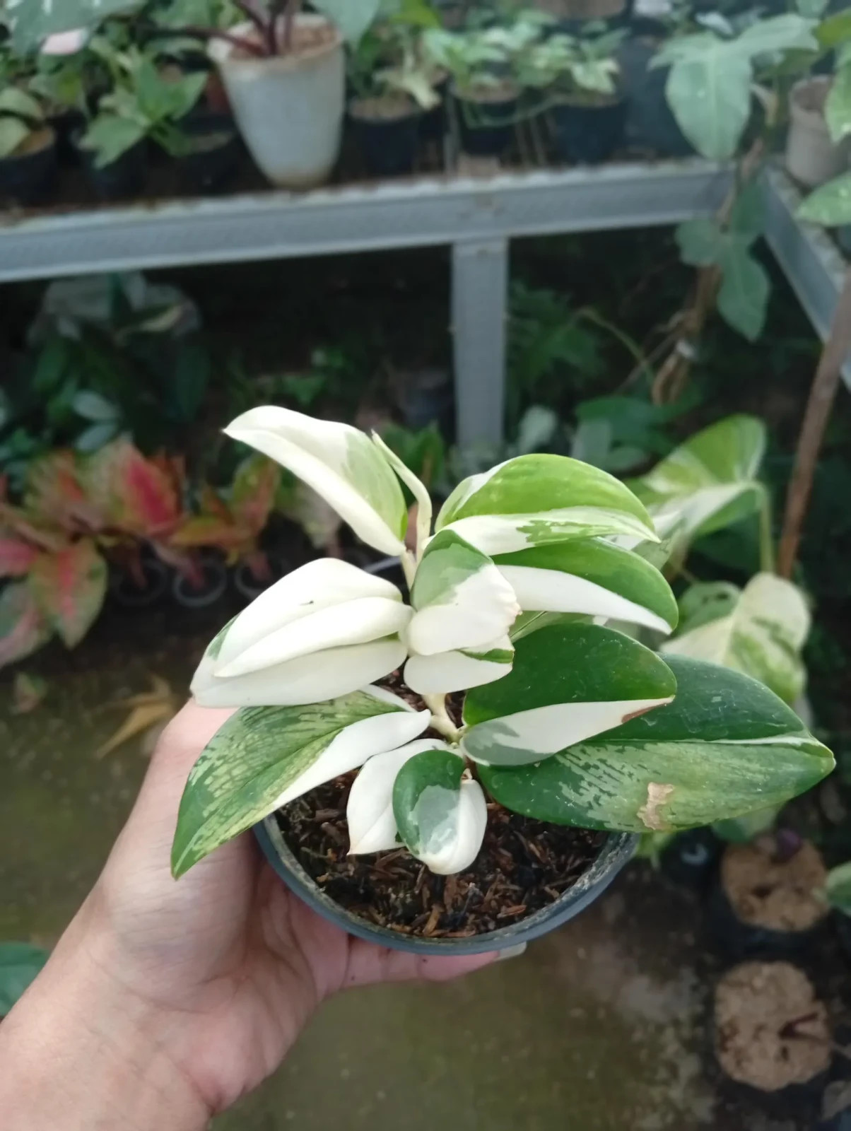 Real Picture Scindapsus Hederaceus Blue Albo Variegated Rare Plant
