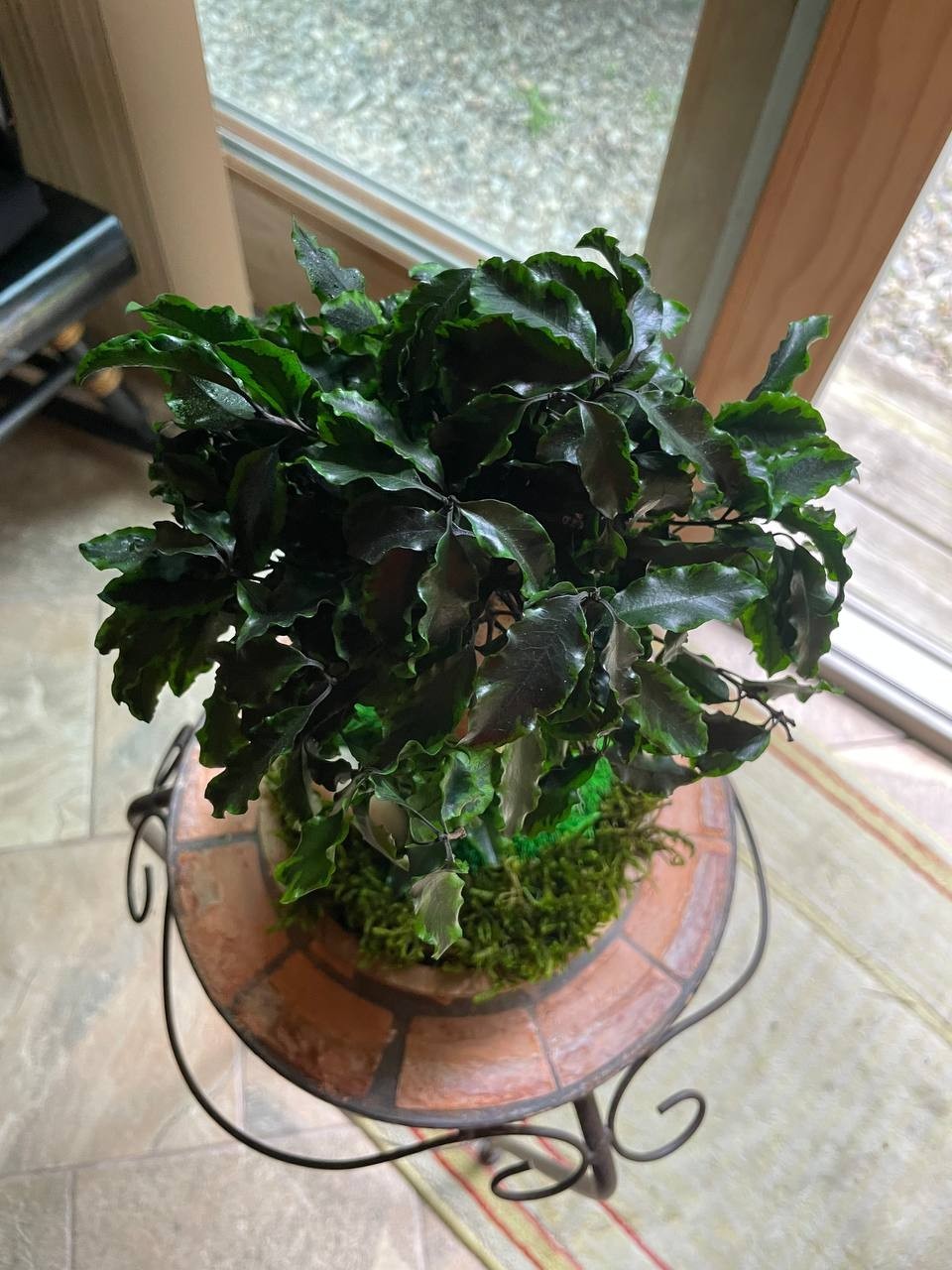Handmade Preserved Bonsai Tree Pittosporum Stabilized Natural Indoor Home Decor