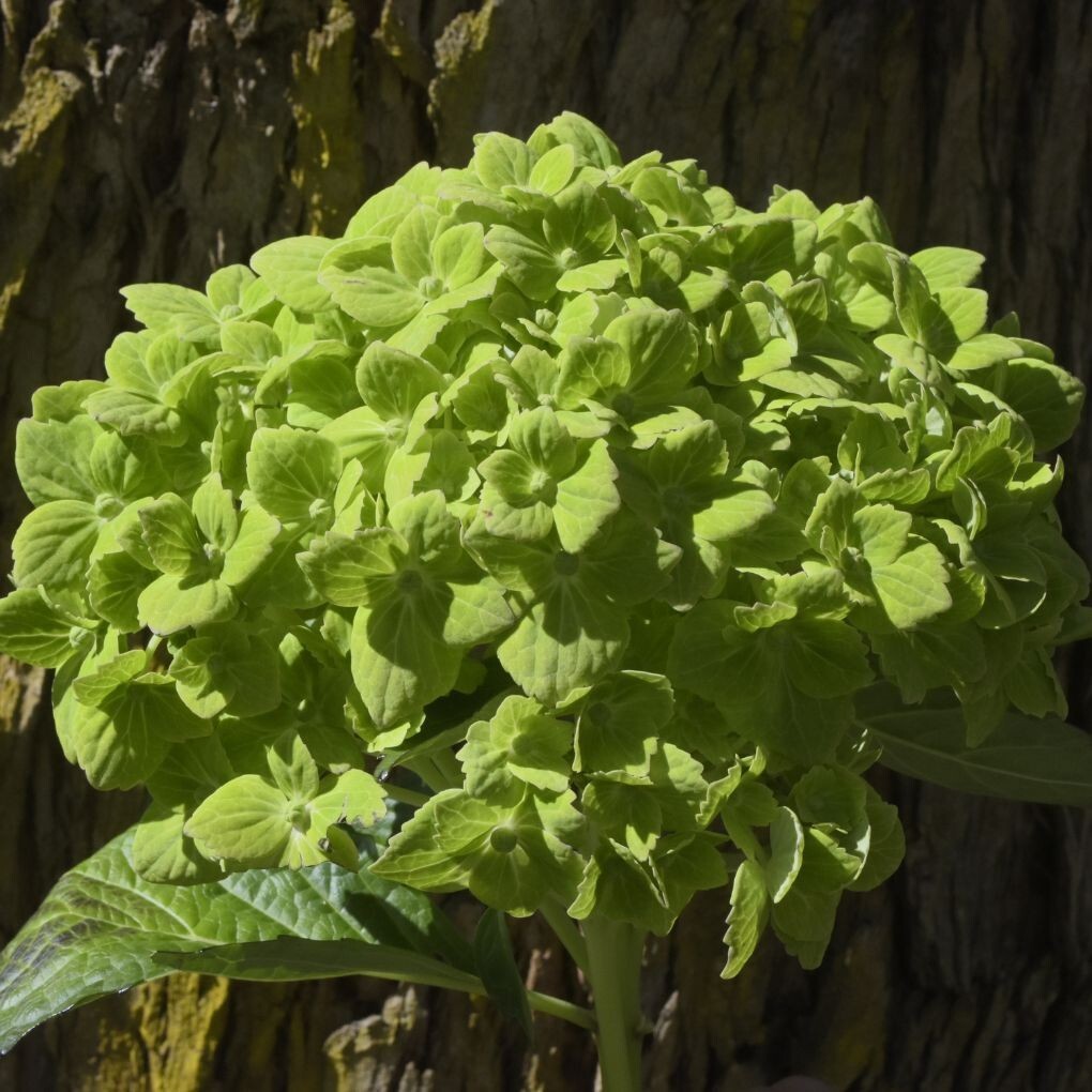 Box of 10 Emerald Green Hydrangea Stems bloom with a head 3.9-4.7 In