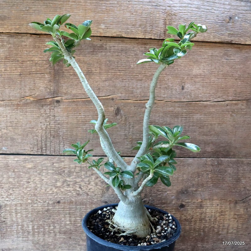 D5335 ADENIUM OBESUM pot17-H36-W16 cm MaMa Cactus