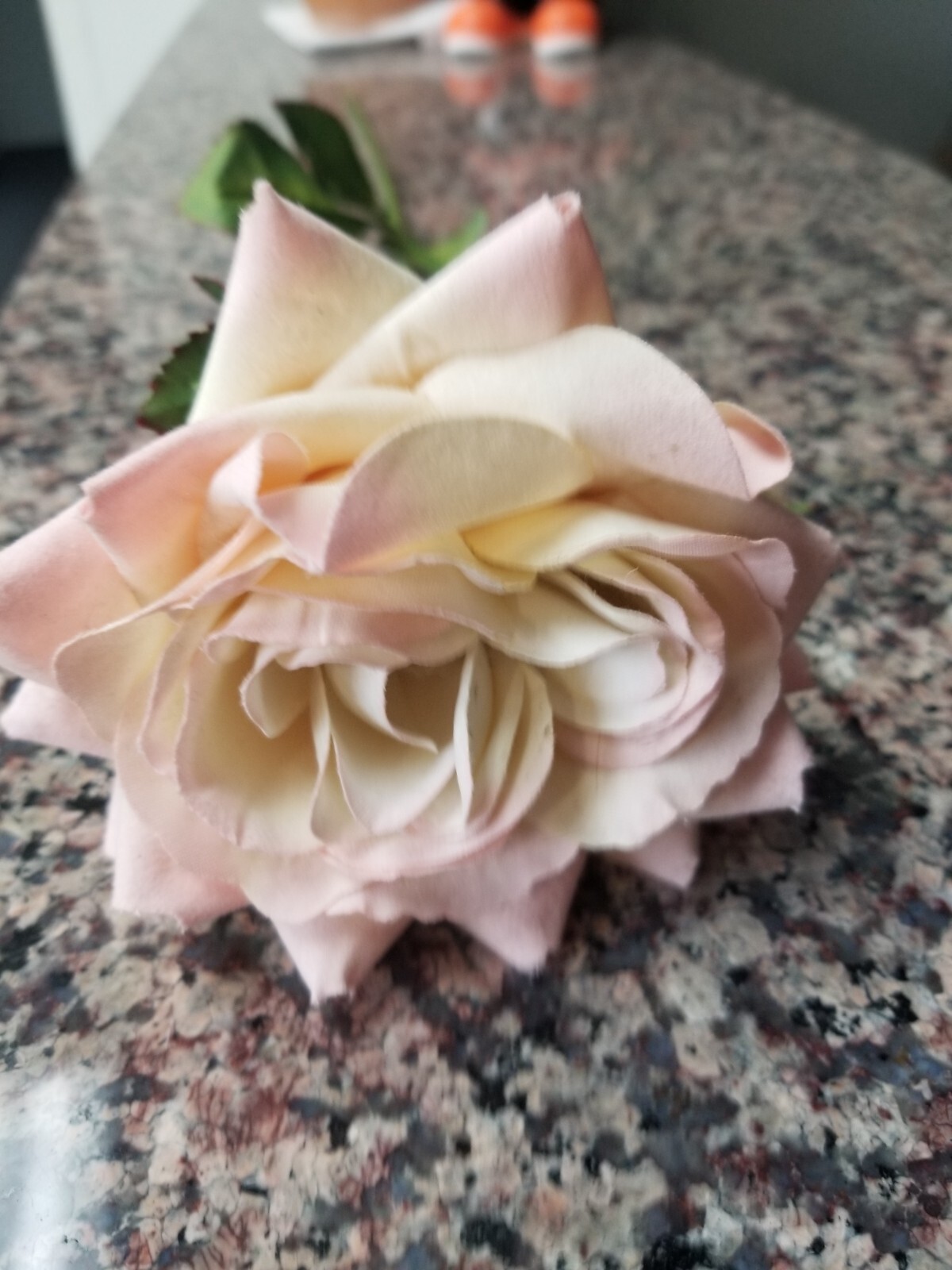 ROSE ARTIFICIAL PINK & WHITE FLOWER, 22″ TALL, CUT AT BOTTOM STEM ((ONE))