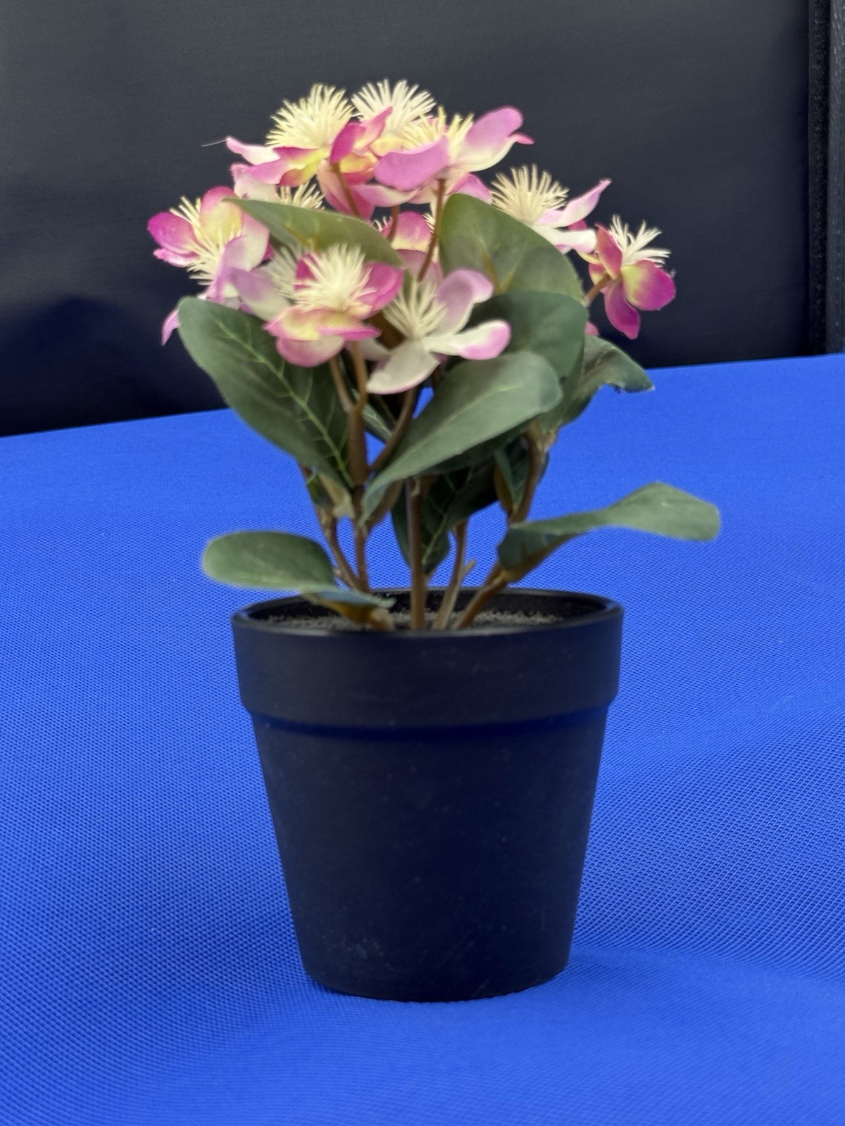 Potted Flower Lavendar preowned nice looking window table or bed flower.