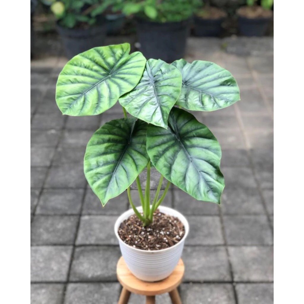 Alocasia Green Shield – Bold Shield Foliage Live Plant Grow in Pot