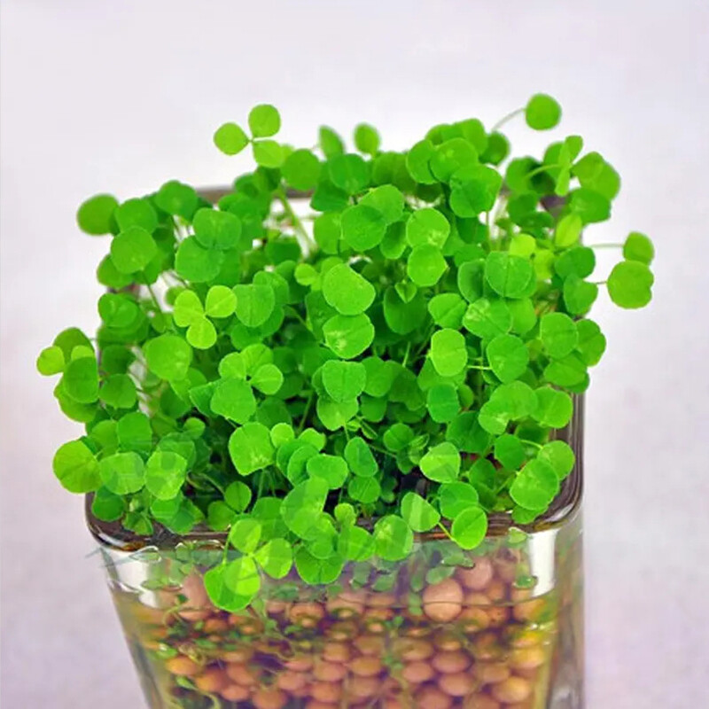 Aquarium Plant seeds Fish Tank Aquatic Water Grass Foreground Easy Plants 10g