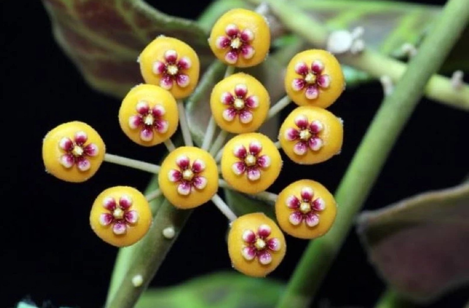 Hoya Waymaniae Rare Tropical Wax Plant Easy Care Indoor Houseplant