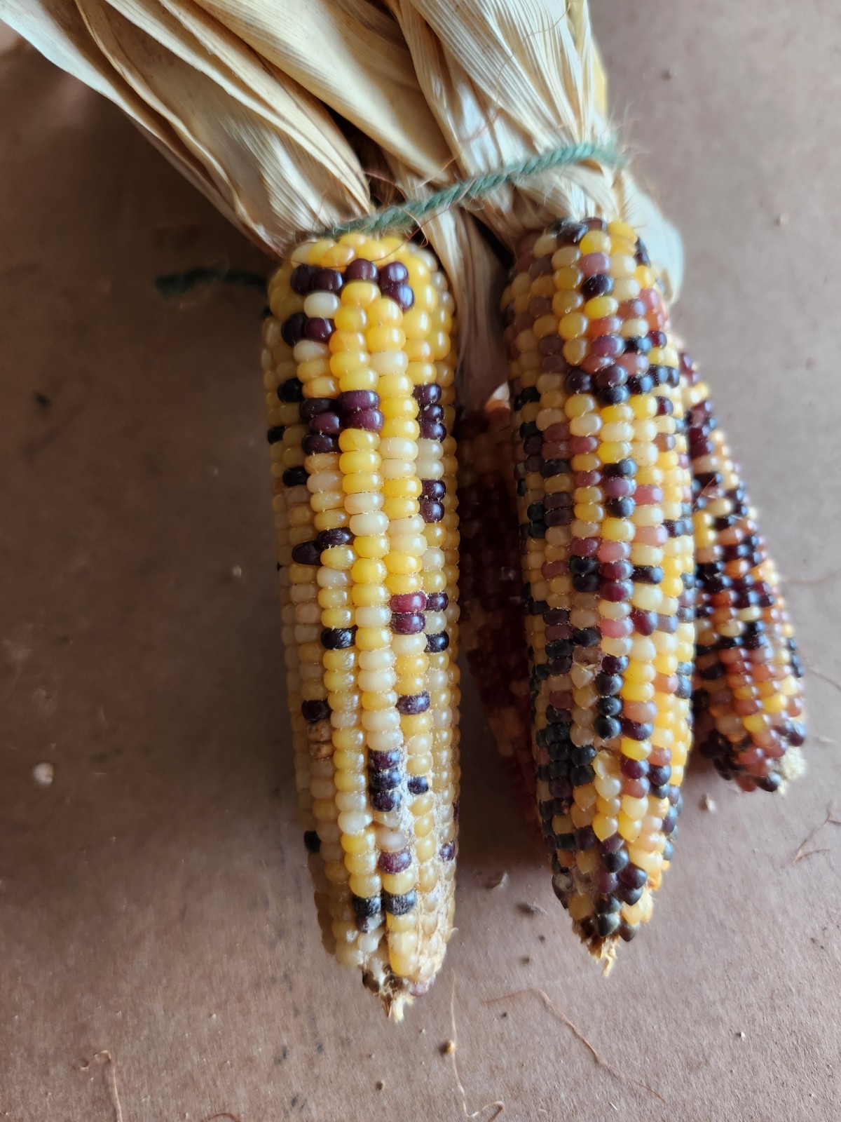 Mini Indian Corn, Approx 5″ Long – Thanksgiving, Fall, Decor, Small #10