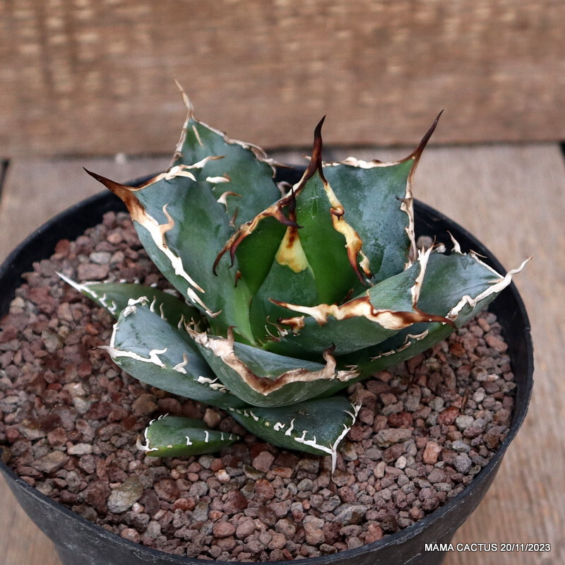 D115 AGAVE TITANOTA pot14-H9-W12 cm MaMa Cactus