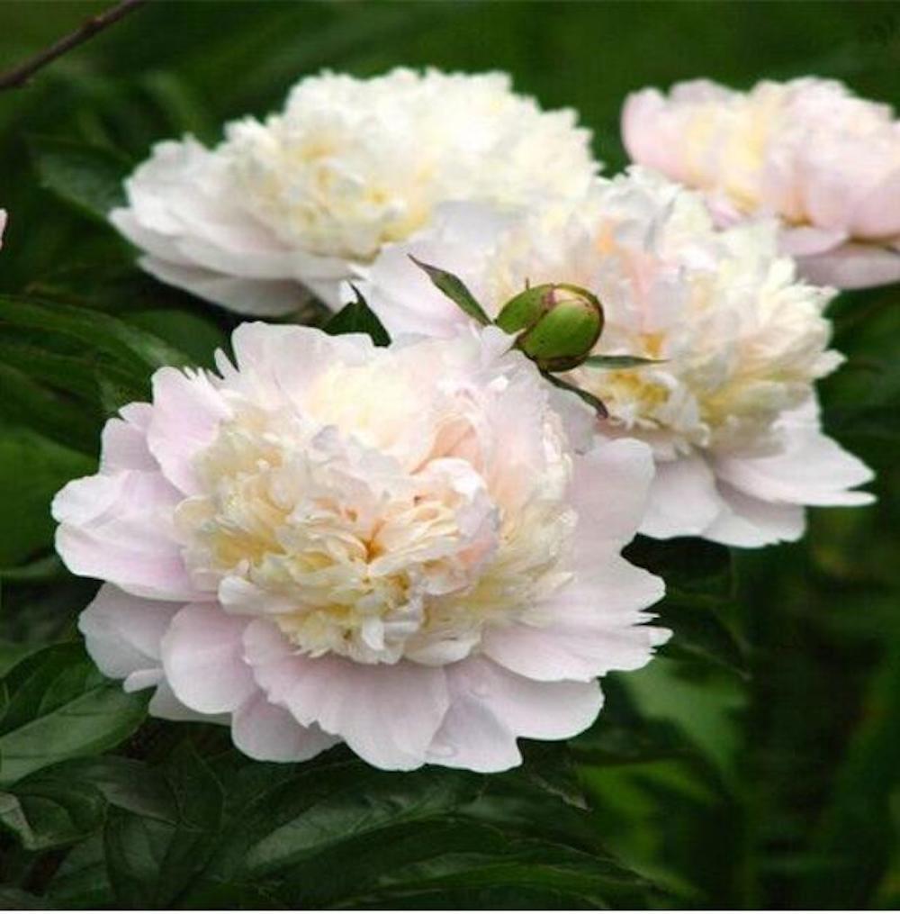 (10) PEONIES SEEDS rare exotic flower home blossom garden USA SELLER W/TRACKING