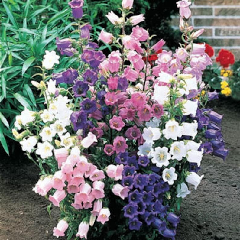 300 Pcs Cute Cup and Saucer Bell Flower Seeds