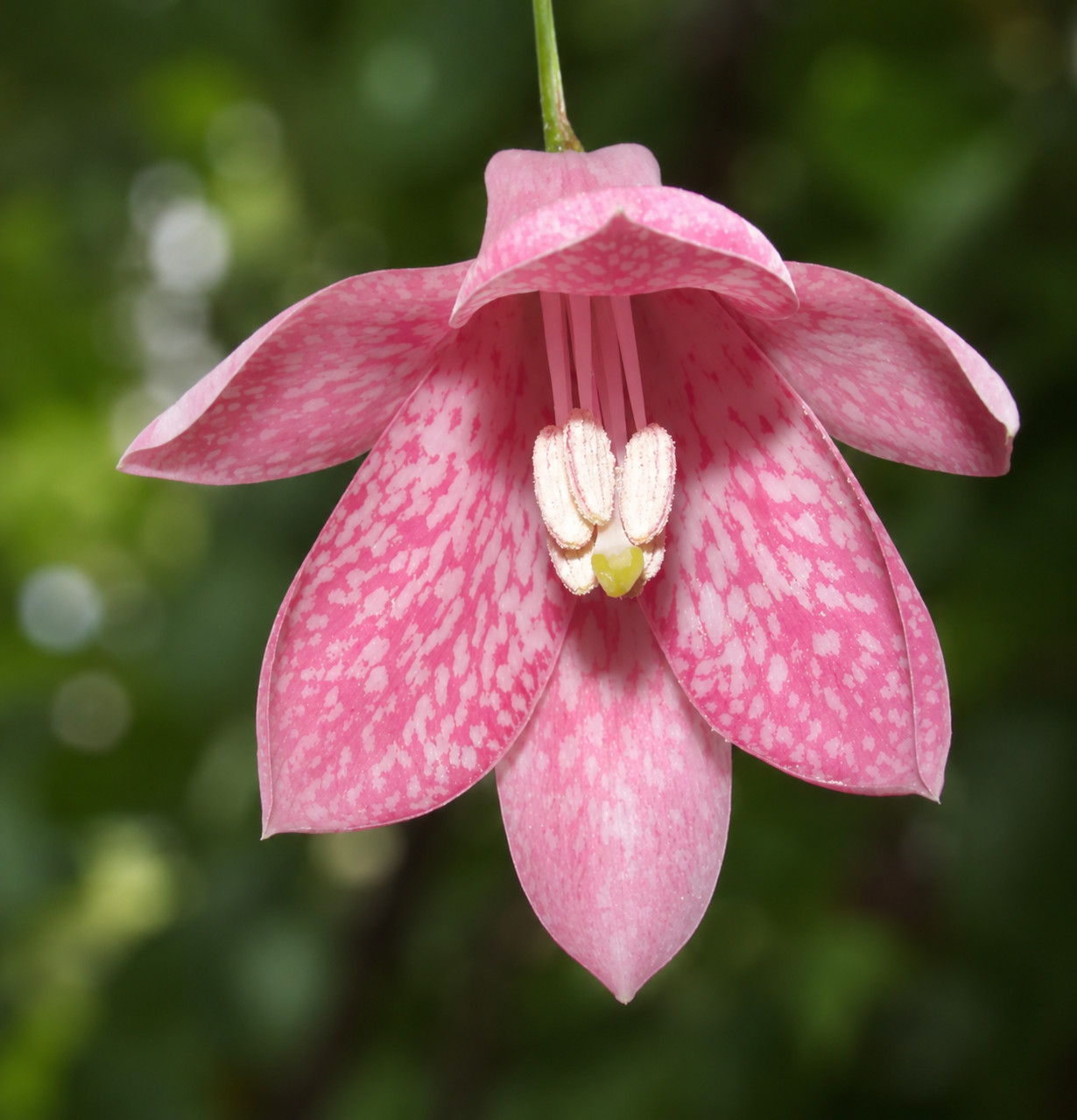 Lapageria rosea SEEDS – Chilean bellflower | Copihue