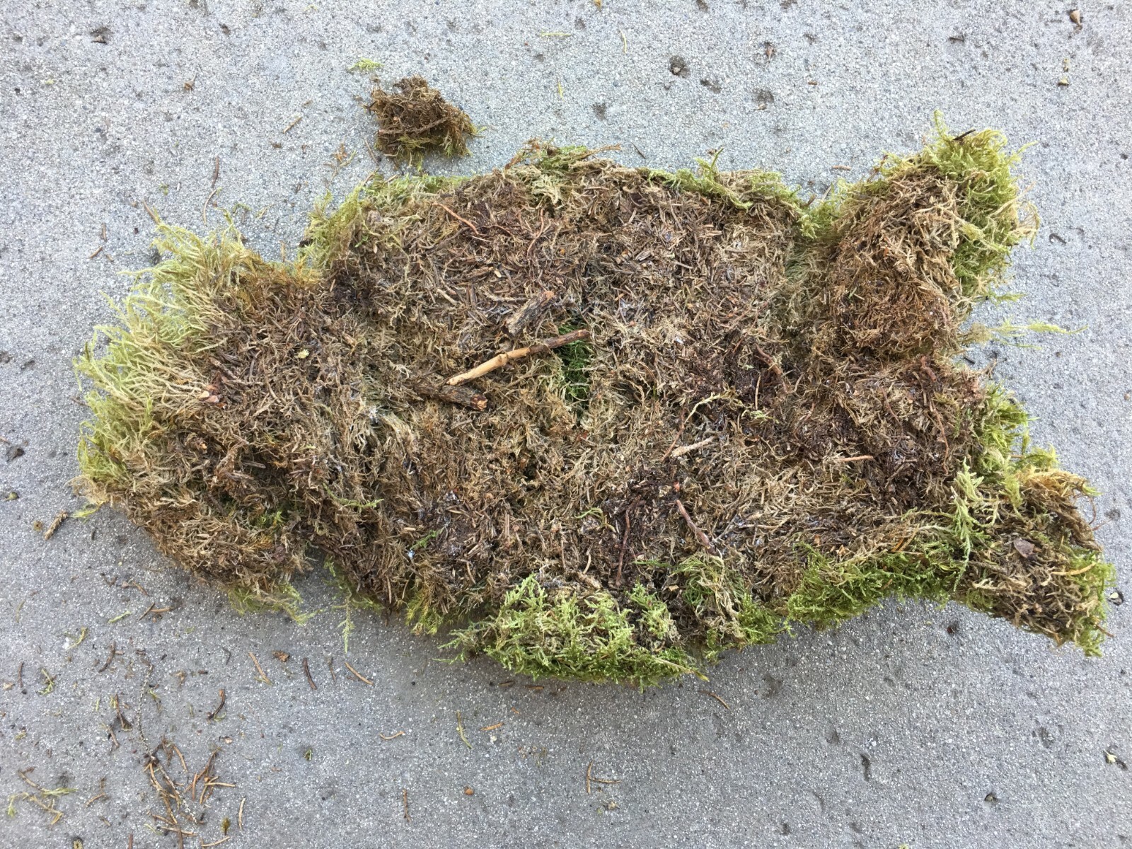 Natural Moss 9 ounce Floral Decor Plant Cover Professional Florist Floor Decor