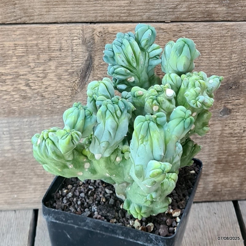 D5758 MYRTILLOCACTUS GEOMETRIZANS CRESTED pot12-H18-W20 cm MaMa Cactus