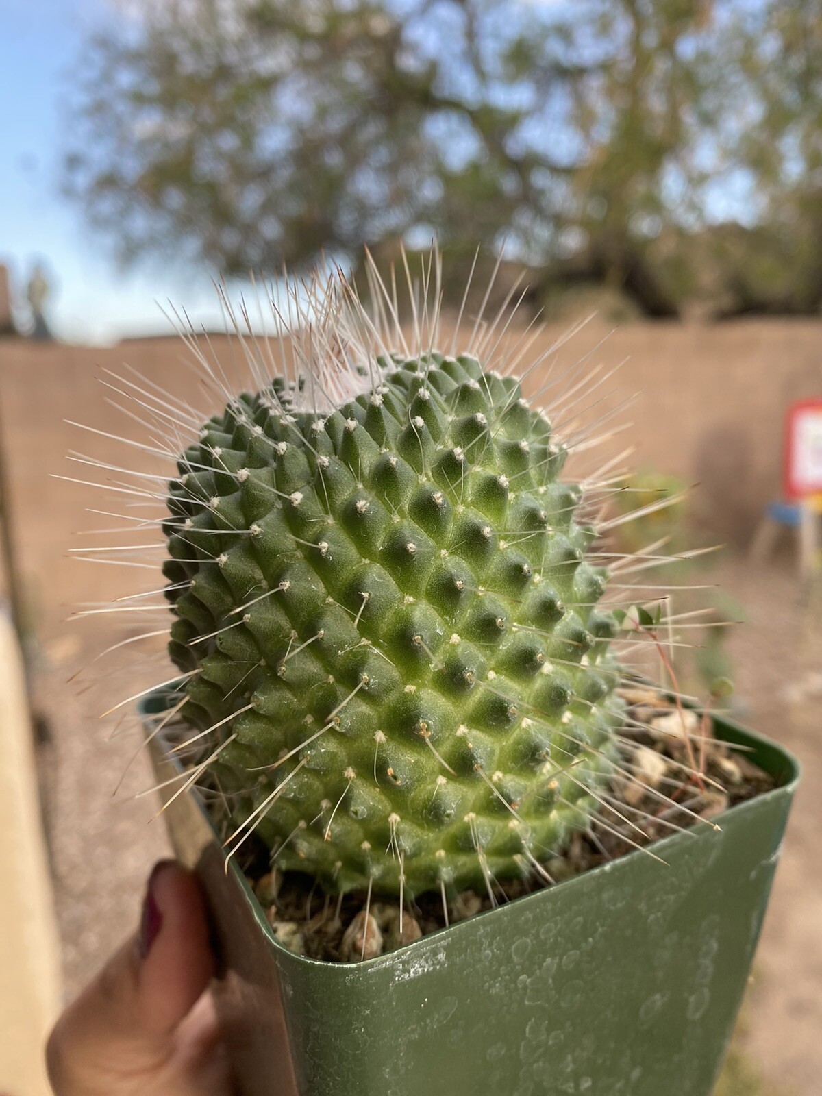 MAMMILLARIA SPINOSISSIMA UNPICO CRESTED