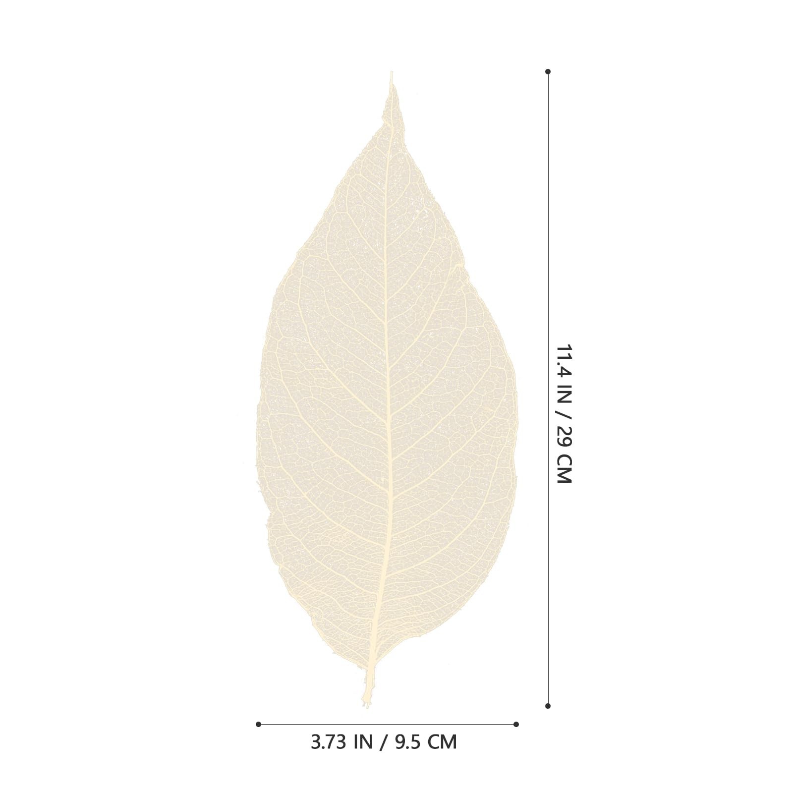 100 PCS Natural Dried Magnolia Leaf Vein Specimens DIY Crafts Decor Art
