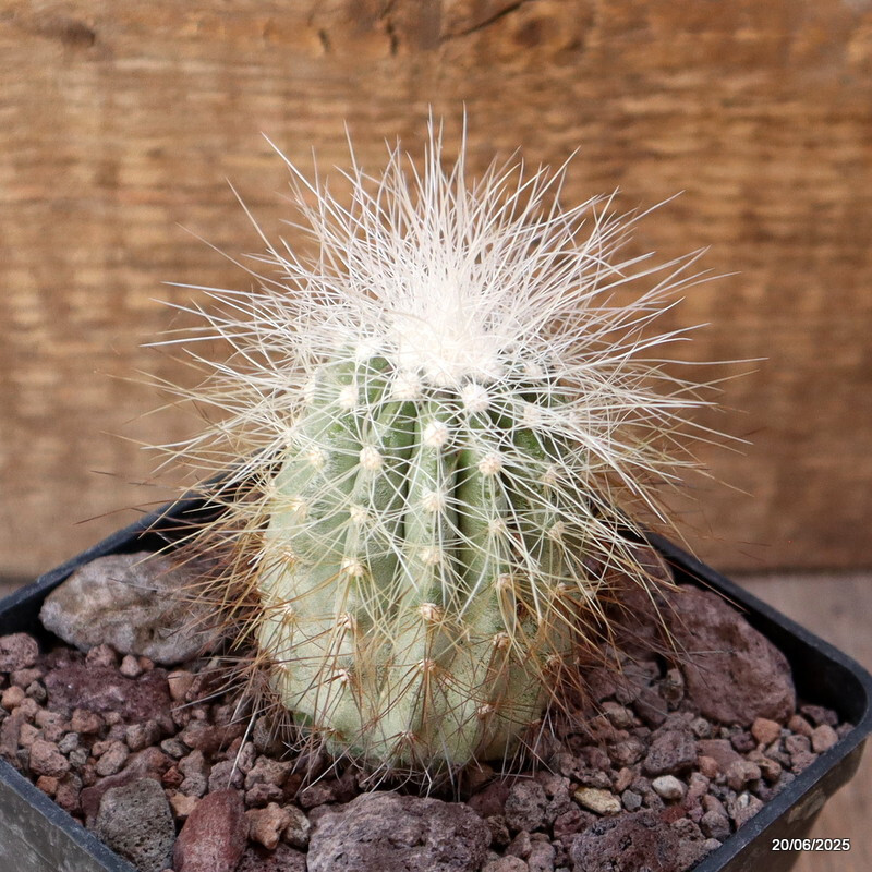 D4787 COPIAPOA KRAINZIANA pot10-H7-W5 cm MaMa Cactus