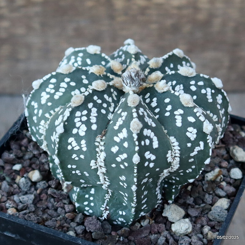 D1901 ASTROPHYTUM SUPER KABUTO pot10-H8-W9 cm MaMa Cactus