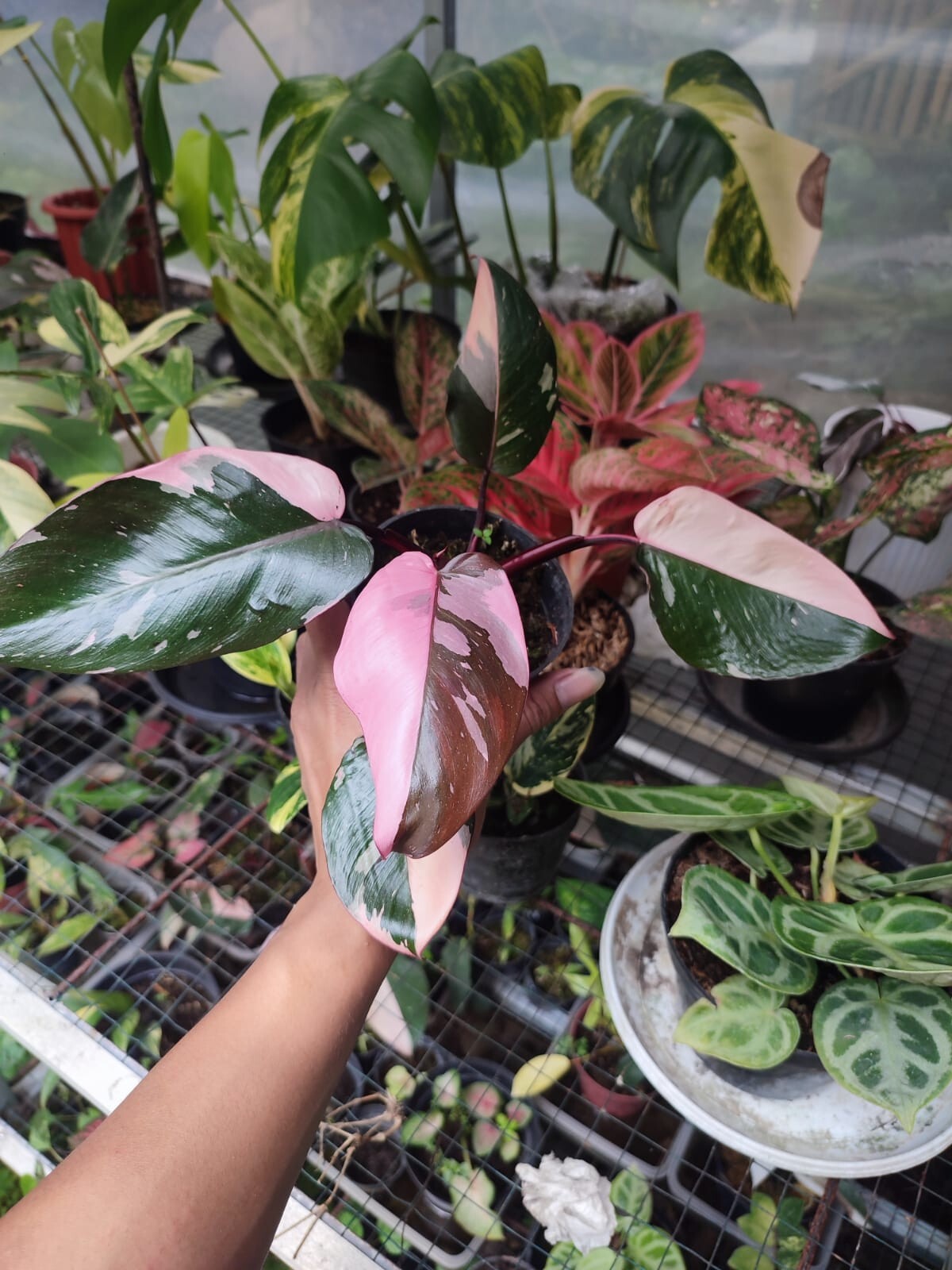Philodendron Pink Princess Marble buy 3 free 1plant ( no monstera)