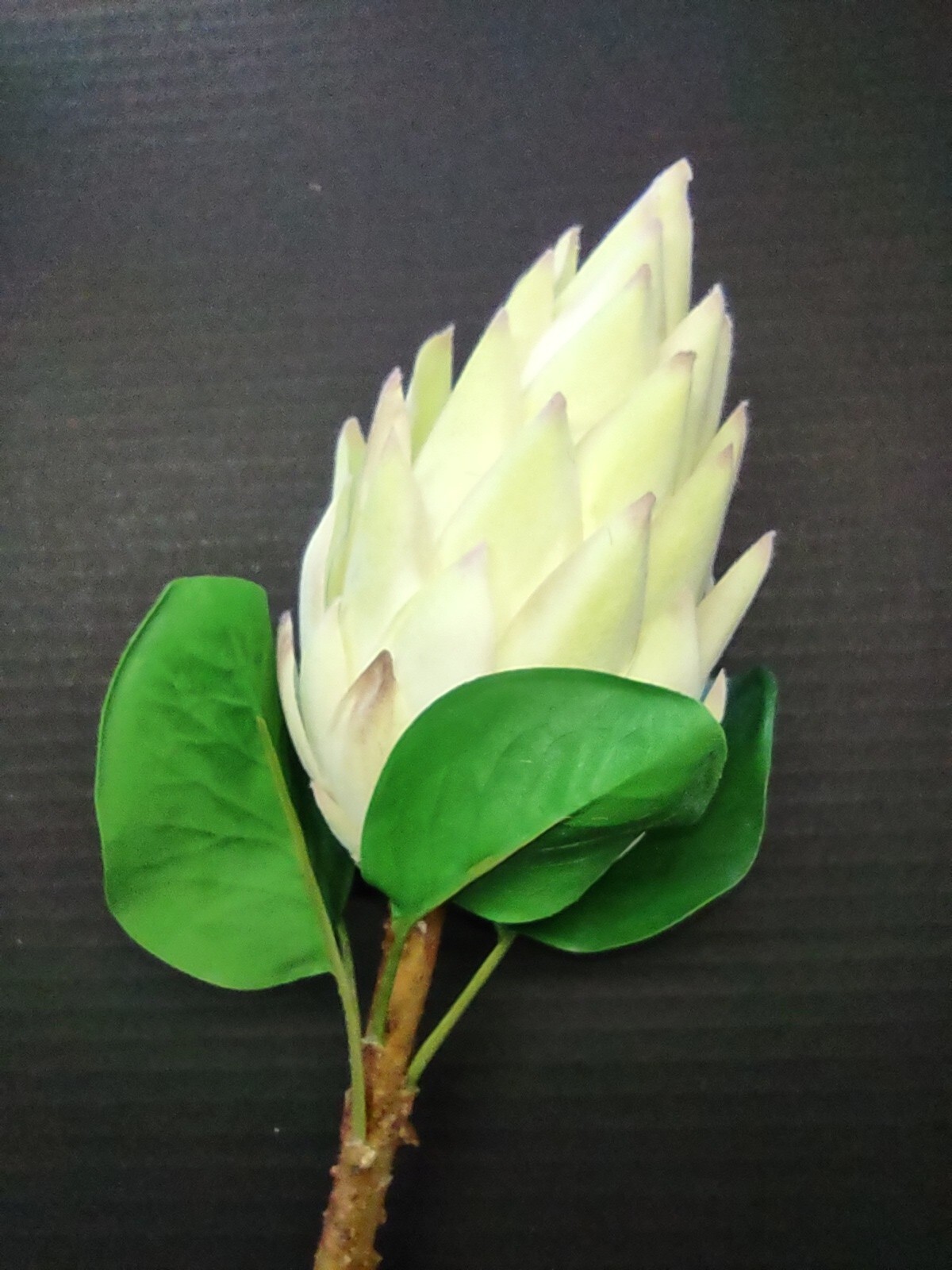 Protea Stems. Hawaiian Flowers. Tropical Flowers MINT/CREAM