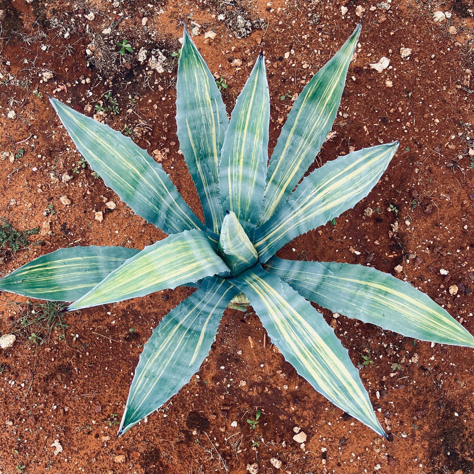 Agave americana STRIATA VARIEGATED – Century plant | American aloe