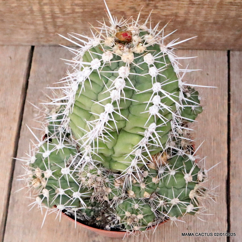 M87 GYMNOCALYCIUM PAEDIOPHILUM VERY OLD pot14-H13-W16 cm MaMa Cactus