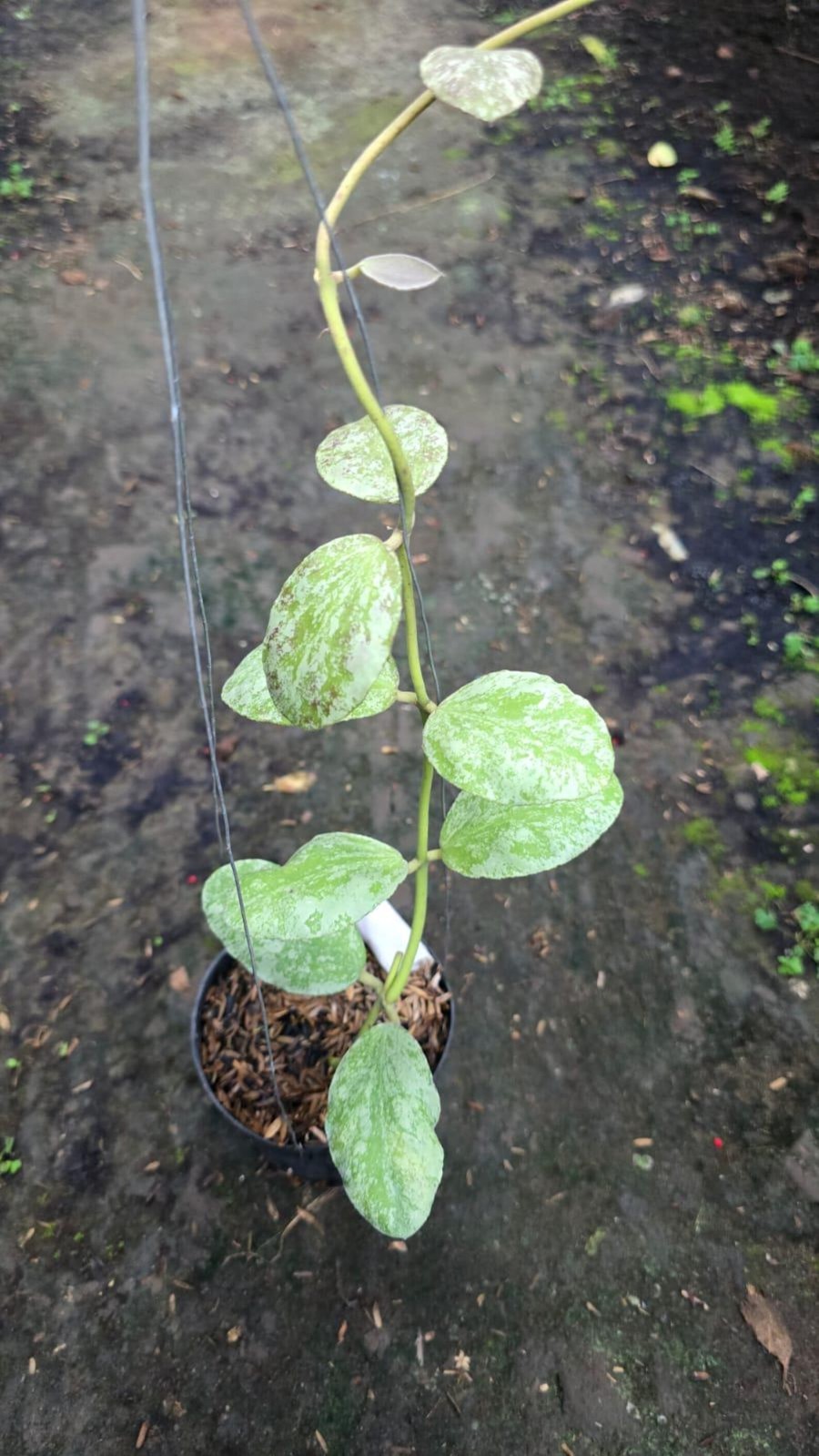 Real Picture Hoya Waymaniae Cloudy Sky Silver Lush Leaves Rare Plant