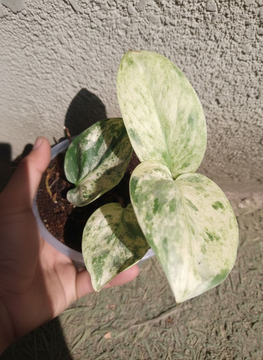 Scindapsus Halimoon Variegated – Rare Aroid Vine – Collector Aroid