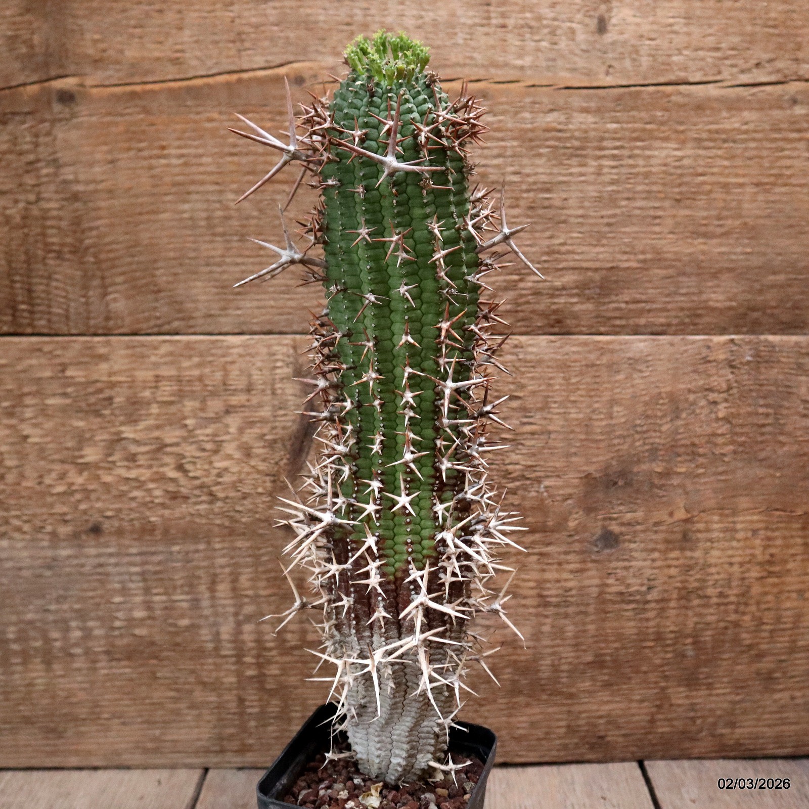 D7935 EUPHORBIA STELLISPINA pot8-H30-W7 cm MaMa Cactus