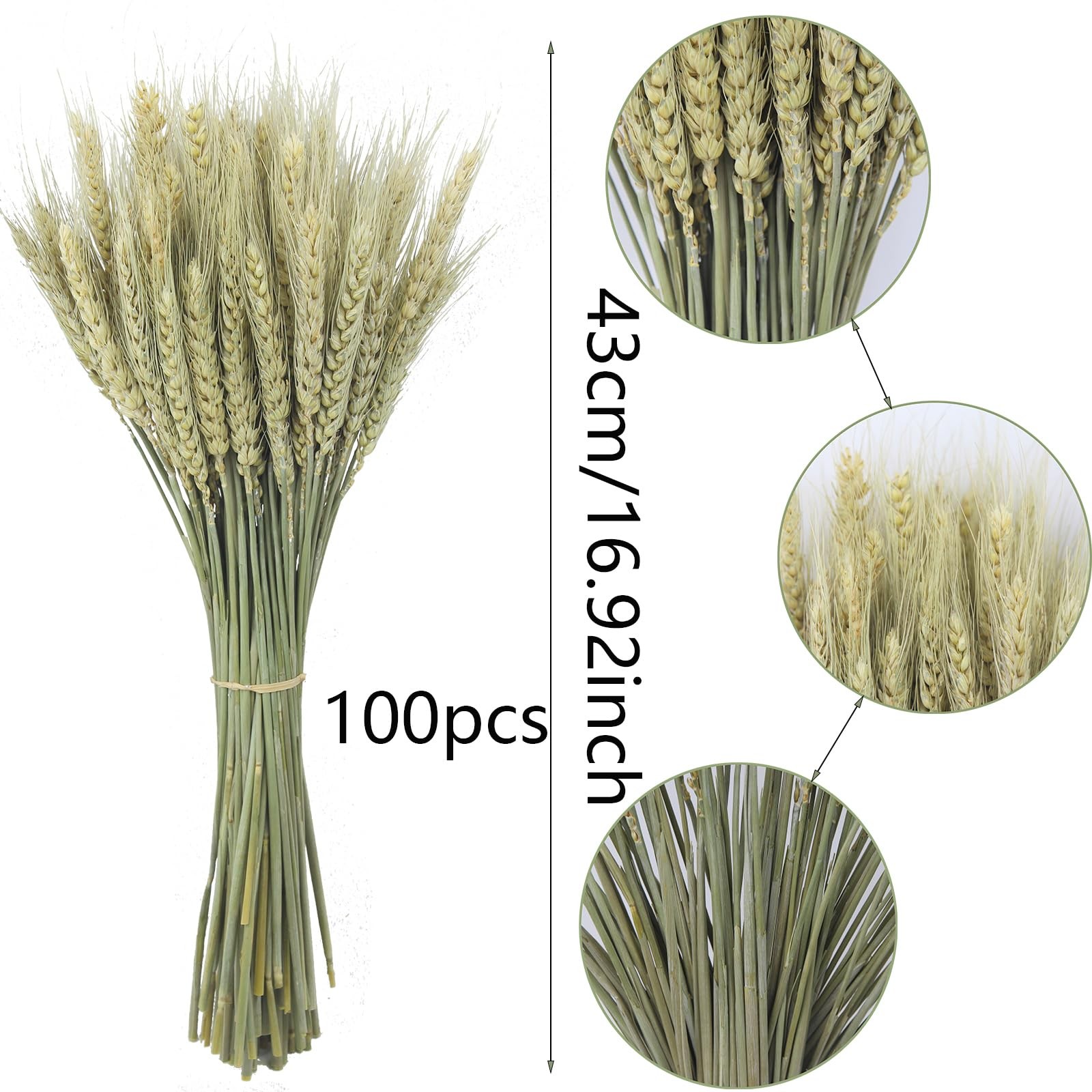 100 Pcs Dried Wheat Stalks Bundle Grass Natural Green Dried Wheat Sheaves Ste…
