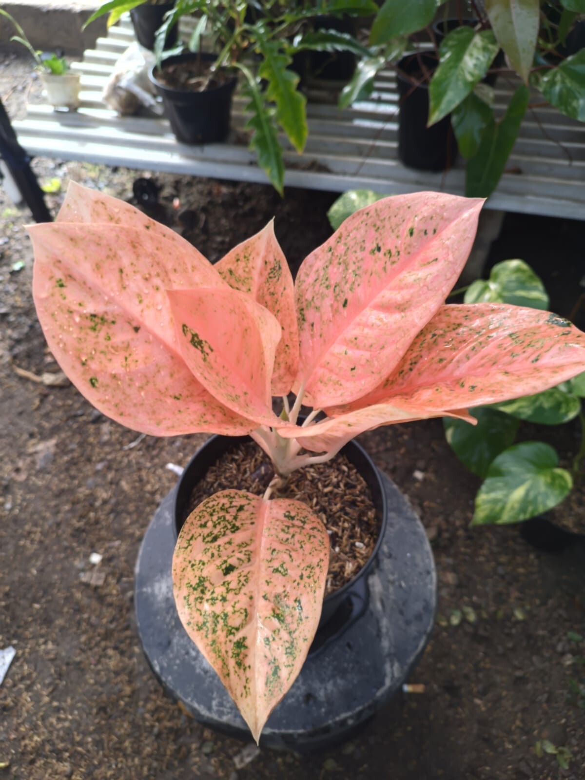 Real Pict Aglaonema Stardust Orange Rare Plant