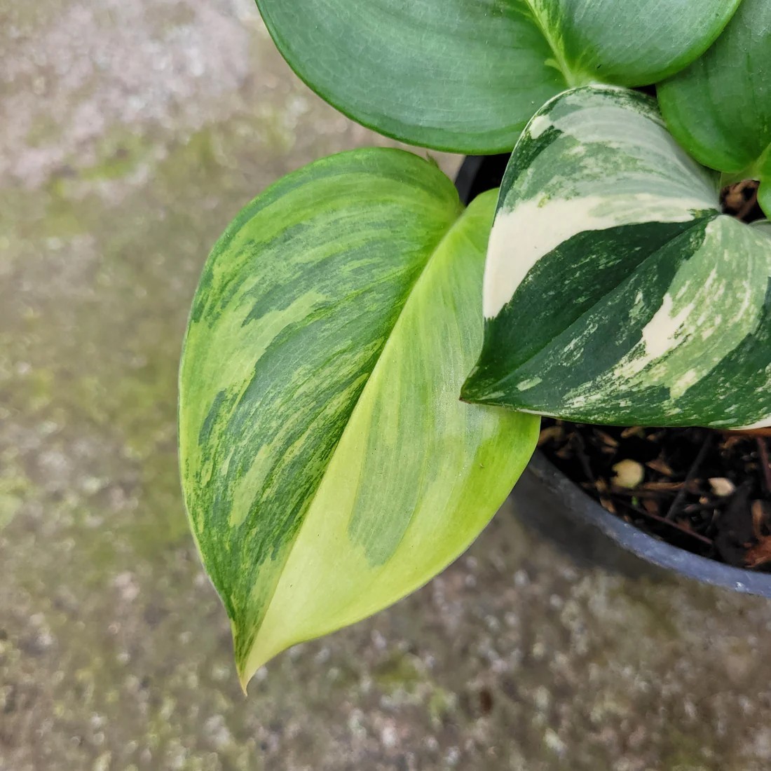 Real Pict Scindapsus Moonlight Yellow Variegated Rare Plant